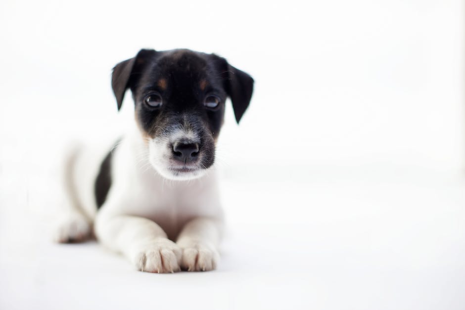 Starter Pet Kit