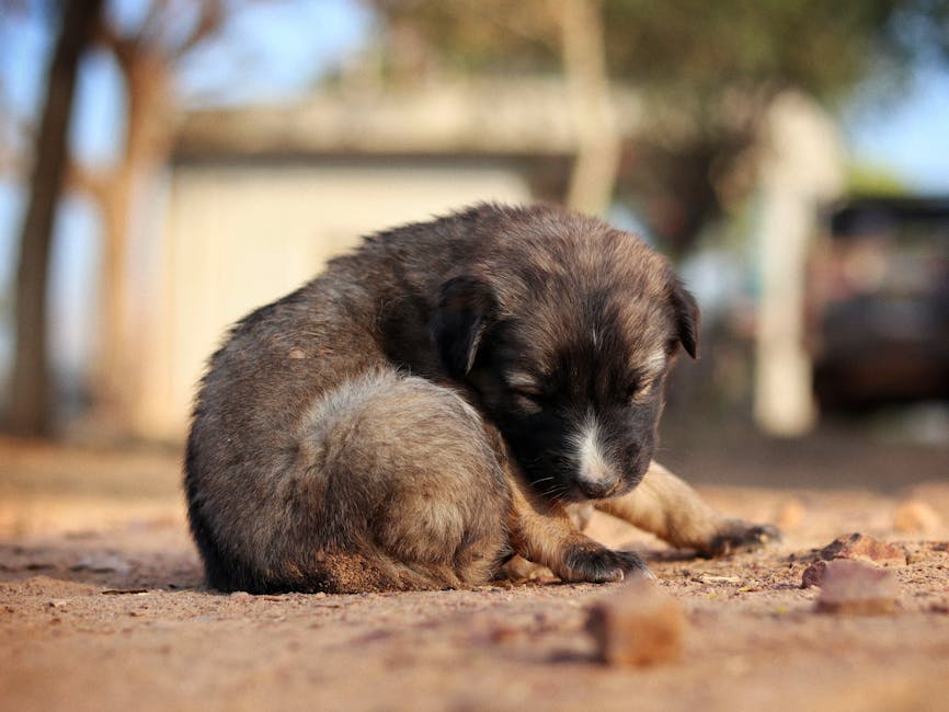 Playful Puppies