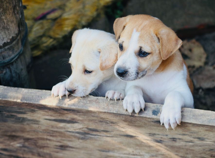 Curious Kittens