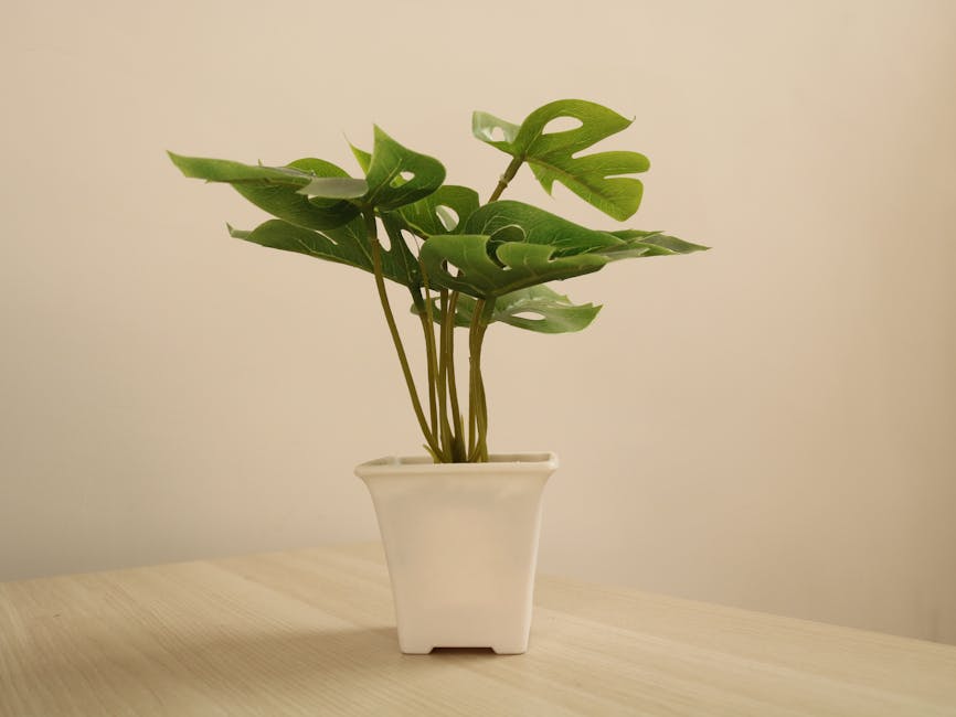 Gift Plants