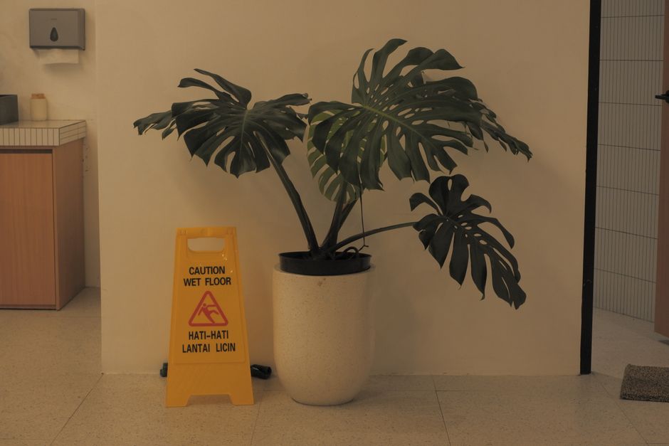 Monstera Deliciosa