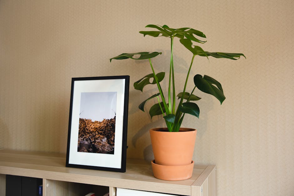 Snake Plant