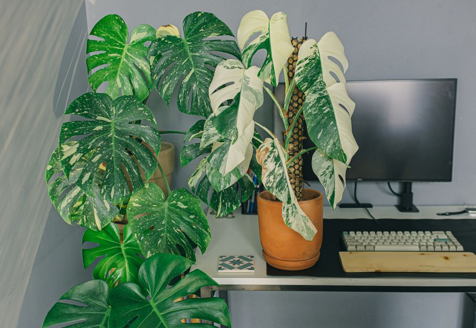 Fiddle Leaf Fig