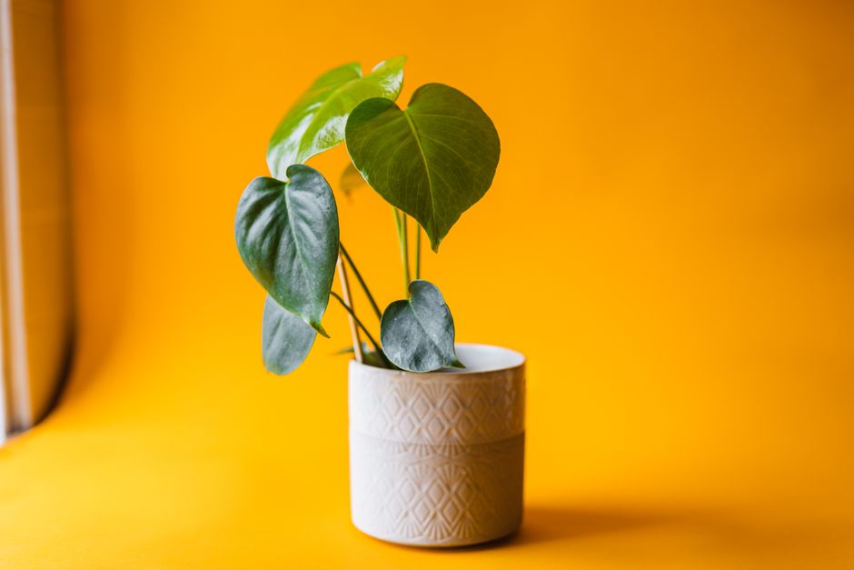 Care Corner