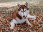 Nearby Siberian Husky | Copper & White Color With Brown Eye - Image 4