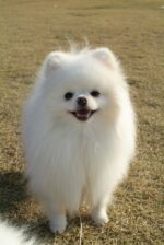 Nearby Culture Toy Pom Puppy | White Color - Image 2