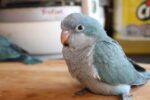Nearby Blue Monk | Blue Quaker Parrot