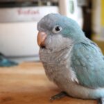 Nearby Blue Monk | Blue Quaker Parrot