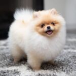 Nearby Cuture Toy Pom Puppy | Cream Color