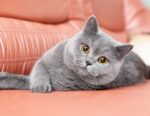 Nearby British Shorthair Cats & Kittens