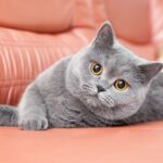 Nearby British Shorthair Cats & Kittens