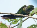 Nearby Black Capped Conure - Image 5