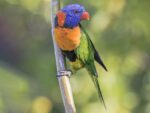 Nearby Red collared Lorikeet - Image 2