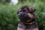 Nearby Black and Tan German Shepherd Puppy - Image 6