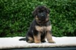 Nearby Black and Tan German Shepherd Puppy - Image 7