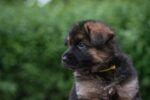 Nearby Black and Tan German Shepherd Puppy