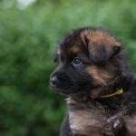 Nearby Black and Tan German Shepherd Puppy
