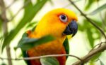 Nearby Jenday Conure - Image 5