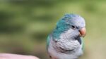 Nearby Blue Monk | Blue Quaker Parrot - Image 2