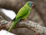 Nearby Blue Crown Conure - Image 2