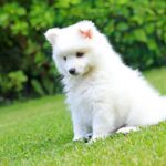 Nearby White Pomeranian Color Puppy
