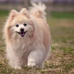 Nearby Cream Pomeranian Color Puppy