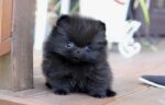 Nearby Culture Toy Pom Puppy | Black Color - Image 4