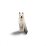 Nearby German Shepherd | White - Image 5