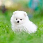 Nearby Culture Toy Pom Puppy | White Color