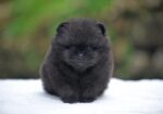 Nearby Culture Toy Pom Puppy | Black Color