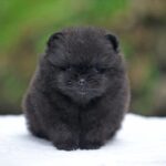 Nearby Culture Toy Pom Puppy | Black Color