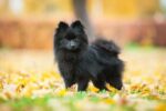 Nearby Culture Toy Pom Puppy | Black Color - Image 2