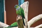 Nearby Black Capped Conure - Image 3