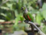 Nearby Black Capped Conure