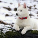 Nearby Siberian Husky | White Color With Blue Eye