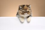 Nearby Exotic Shorthair Cats & Kittens