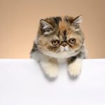 Nearby Exotic Shorthair Cats & Kittens