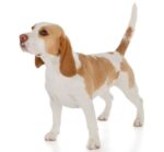 Nearby Lemon & White Beagle Puppy - Image 4