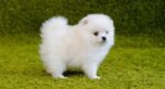 Nearby Culture Toy Pom Puppy | White Color - Image 4
