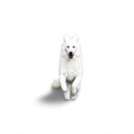 Nearby German Shepherd | White - Image 6