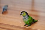 Nearby Black Capped Conure - Image 2