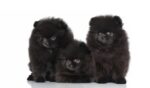 Nearby Black Culture Pom Puppy |  Color - Image 3
