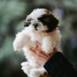 Nearby Black Shih Tzu Color Puppy