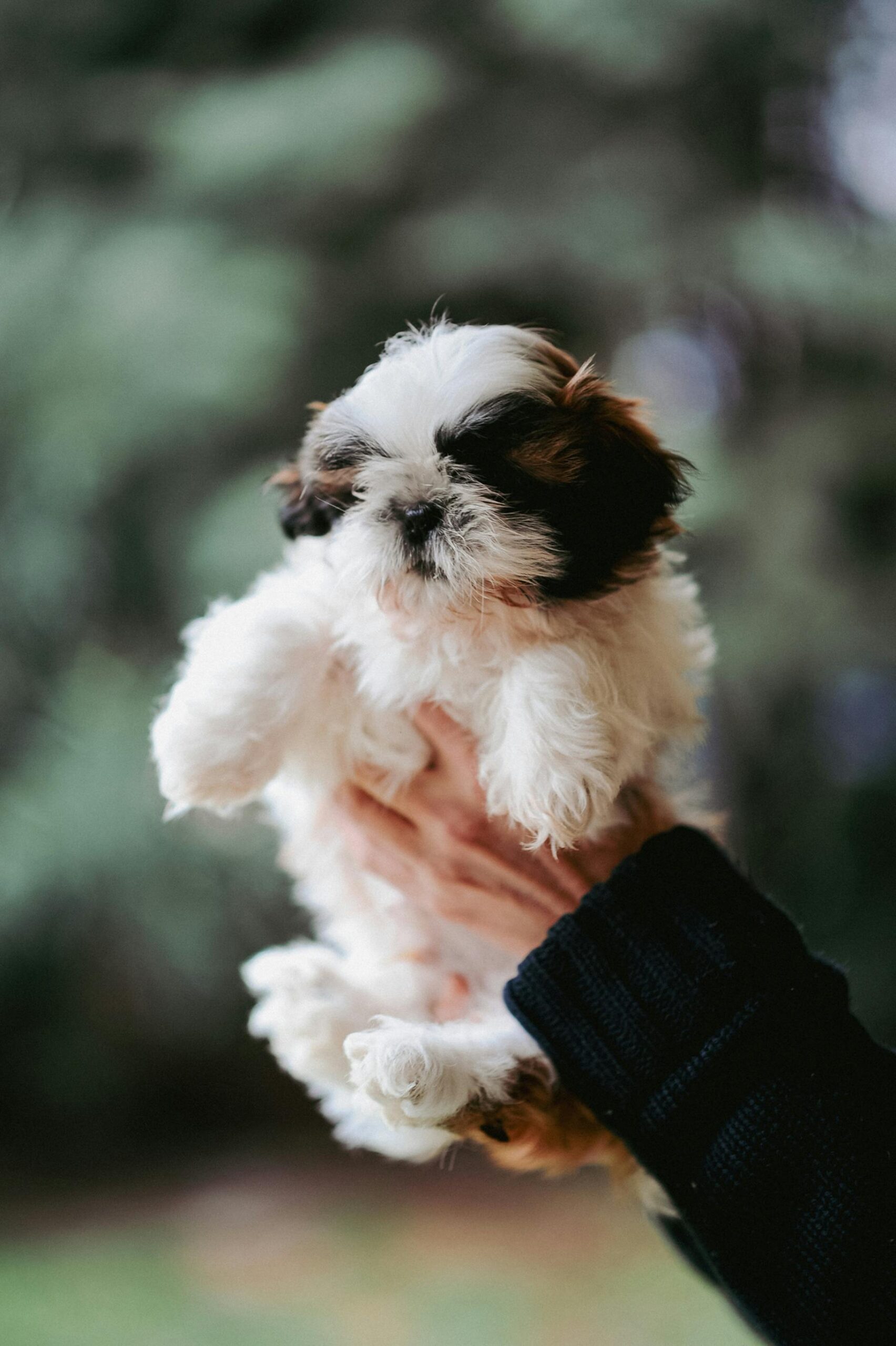 Black-Shih-Tzu1-scaled-1.jpg Nearby Black Shih Tzu Color Puppy - Image 1