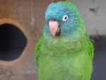 Nearby Blue Crown Conure - Image 3