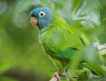 Nearby Blue Crown Conure - Image 7