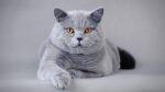 Nearby British Shorthair Cats & Kittens - Image 4