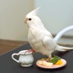 Nearby Albino Cockatiel