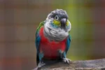 Nearby Crimson Bellied Conure