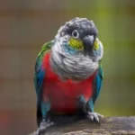 Nearby Crimson Bellied Conure